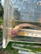 Image of Slimy Sculpin