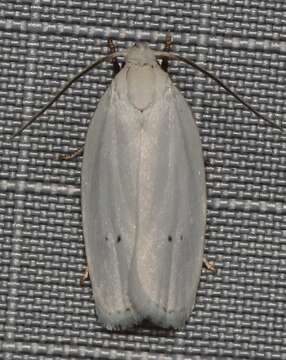 صورة <i>Antaeotricha albulella</i>