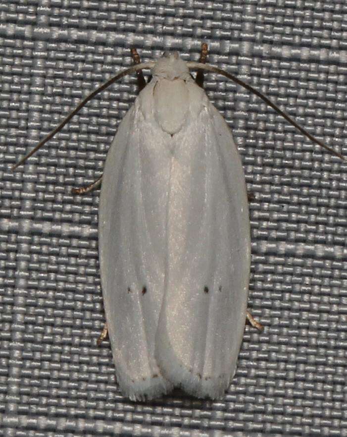 صورة <i>Antaeotricha albulella</i>