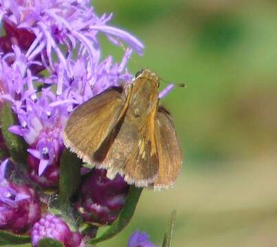 Image of Tawny-edged Skipper