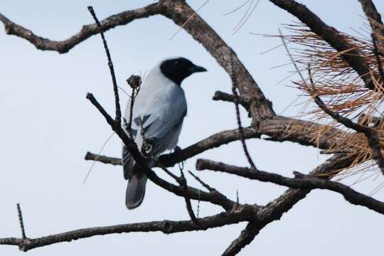 Image of Black-faced Cuckoo-shrike