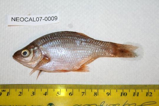 Image of Kelp perch