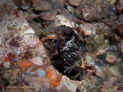 Image of pseudosquillid mantis shrimps