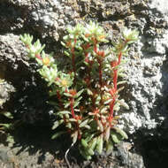 Image of Sedum meyranianum J. Metzger