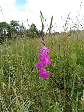 Image of Turkish Marsh Gladiolus