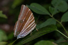 Image of Amathusia masina Fruhstorfer 1904