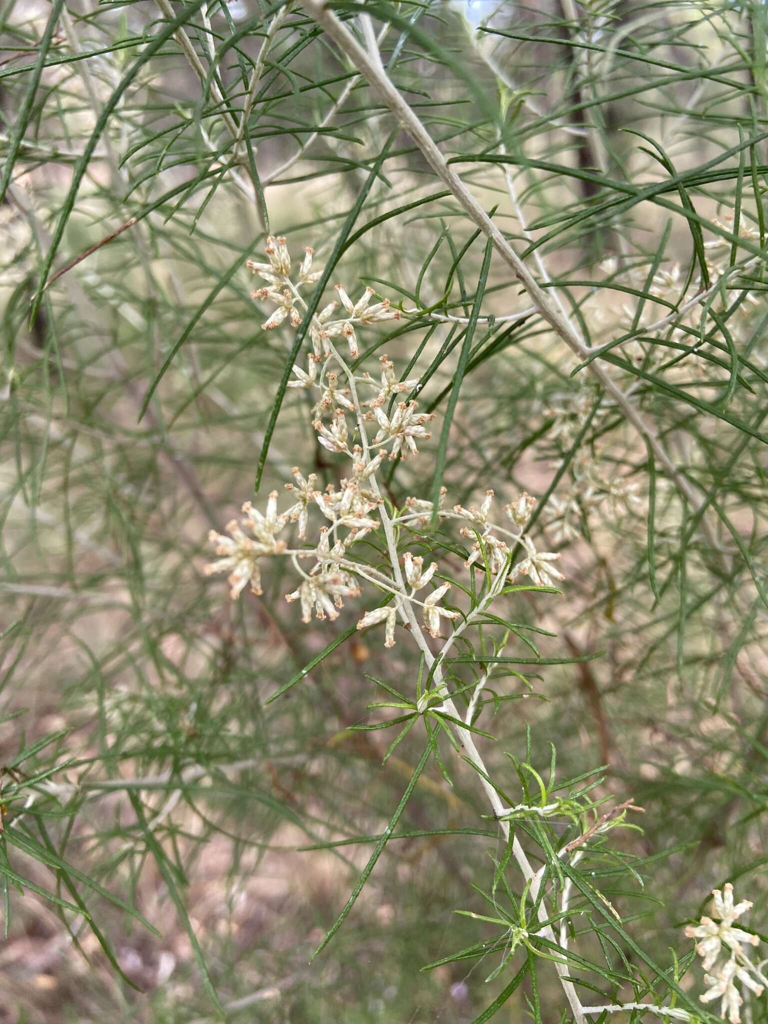 Cassinia laevis R. Br. resmi