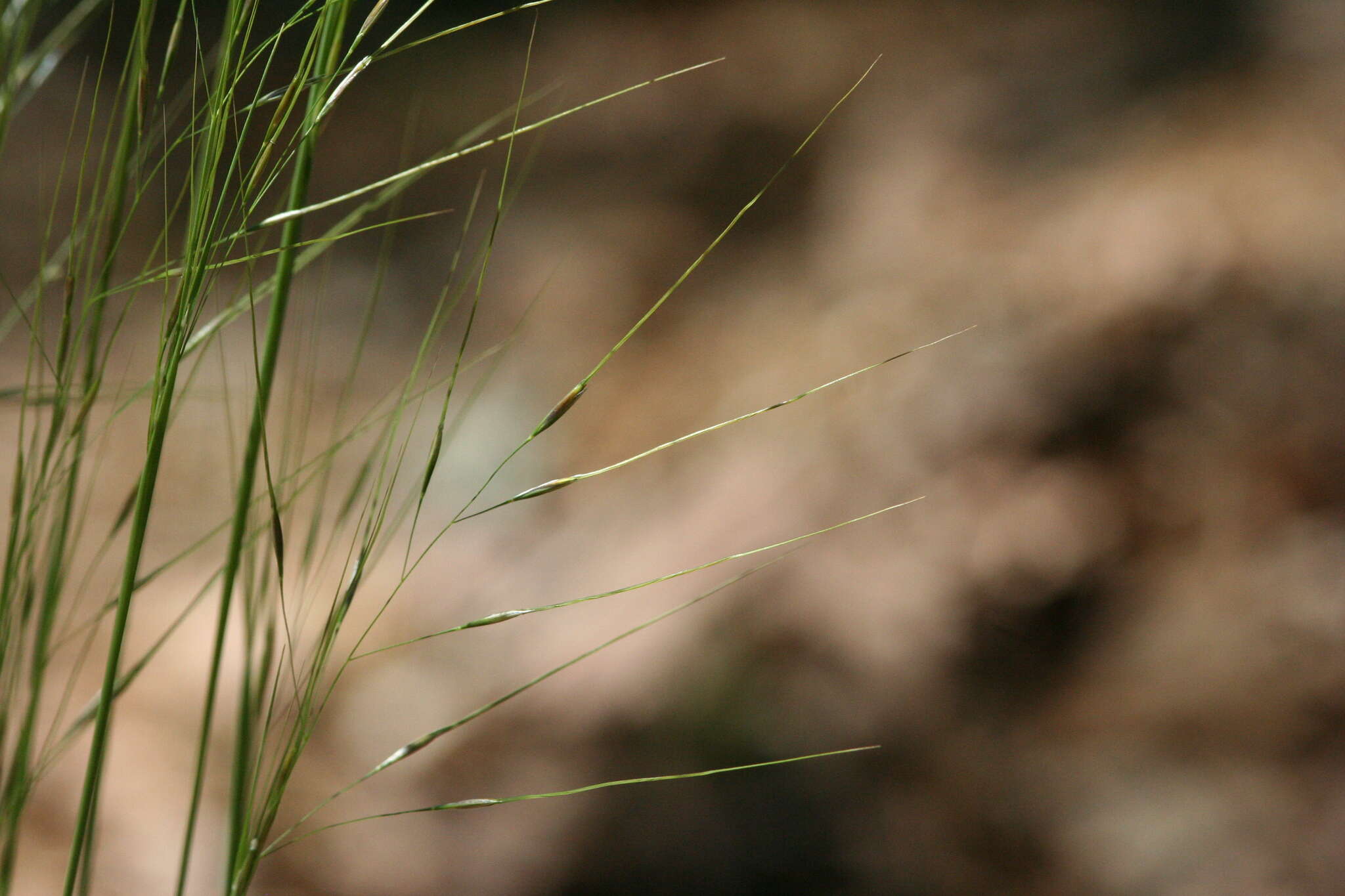 Image of Black-Seed Spear Grass