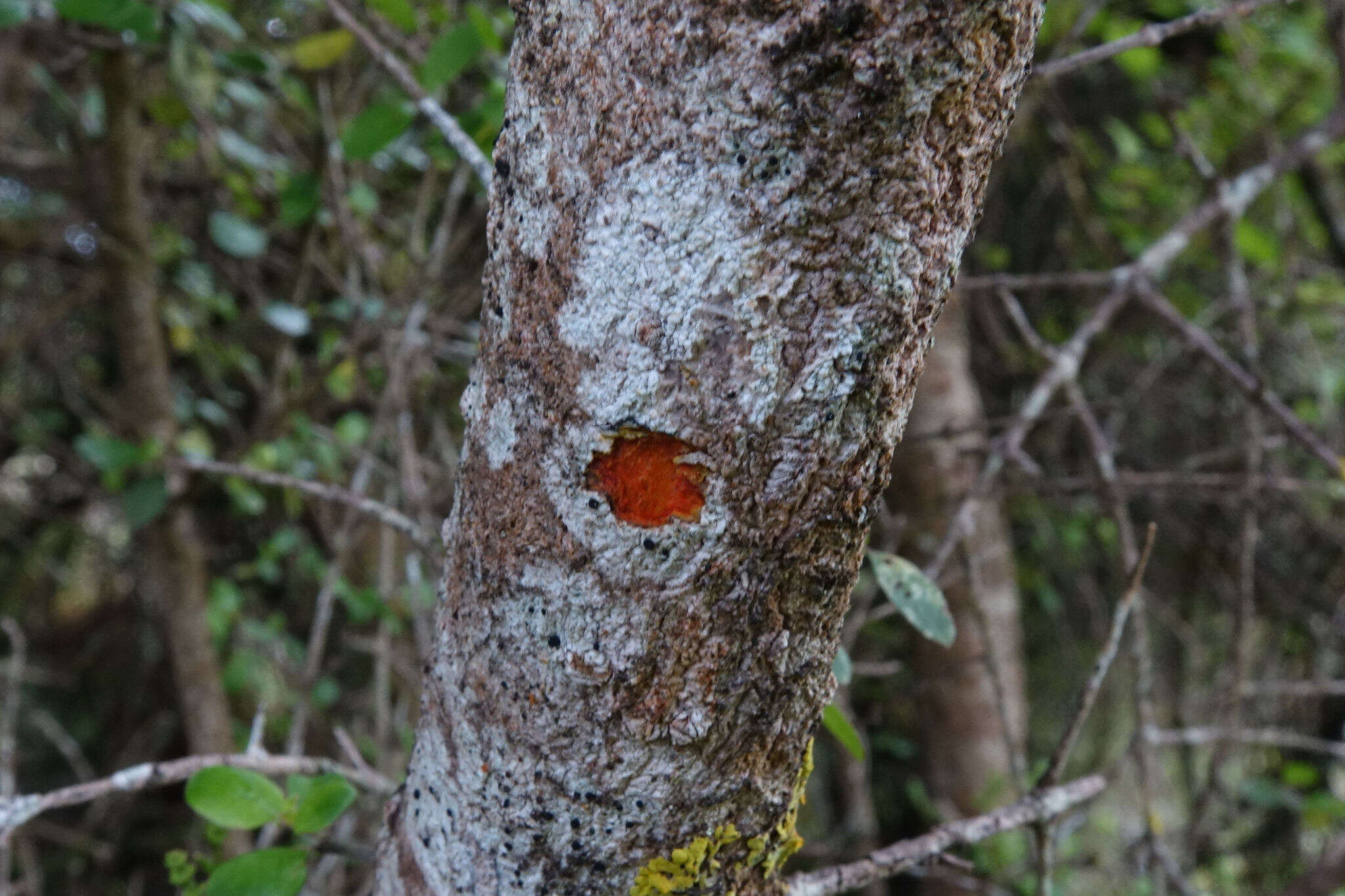 Imagem de Coprosma wallii Petrie