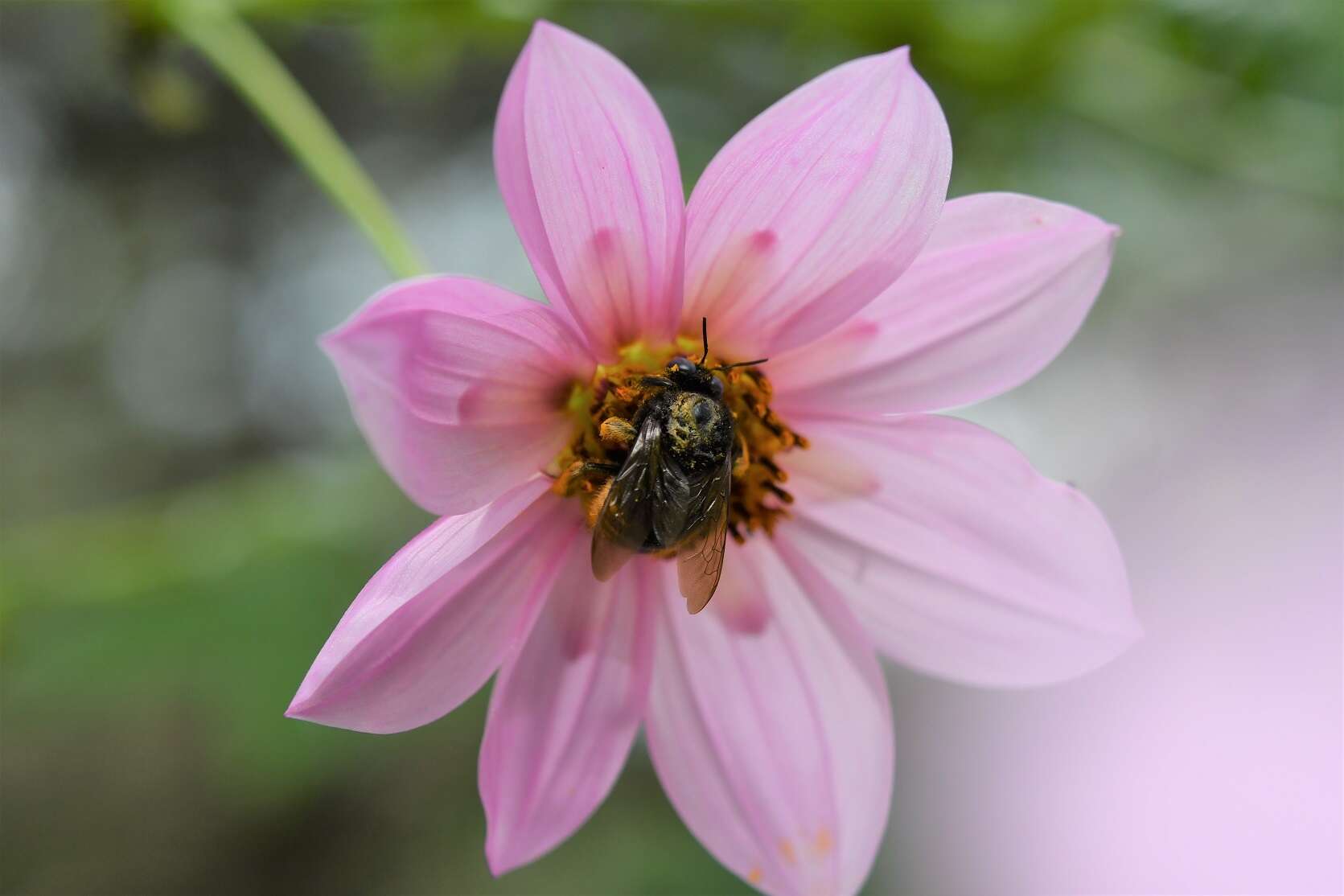 Plancia ëd Xylocopa tabaniformis sylvicola O'Brien & Hurd 1965