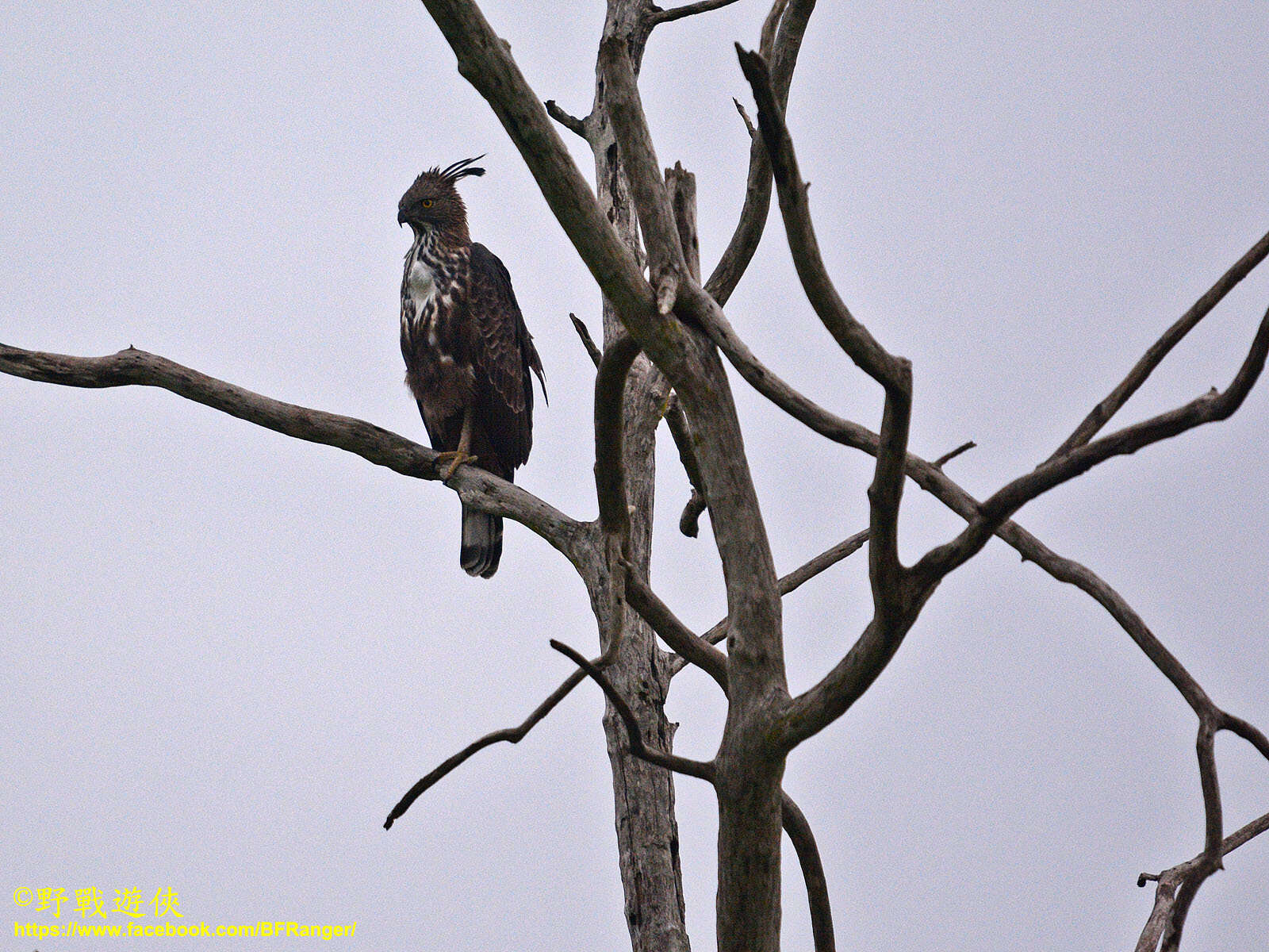 Nisaetus cirrhatus ceylanensis (Gmelin & JF 1788) resmi