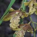 Image of Dendrobium cymatoleguum Schltr.
