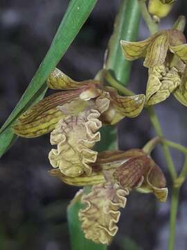 Dendrobium cymatoleguum Schltr.的圖片