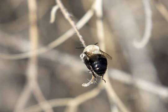 Image of Anthophora phaceliae Brooks 1988