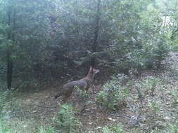 Image of California Valley Coyote