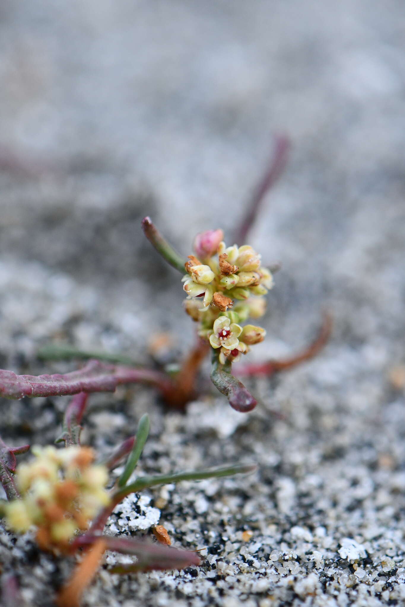 Image of Knorringia sibirica subsp. thomsonii (Meisner) S. P. Hong