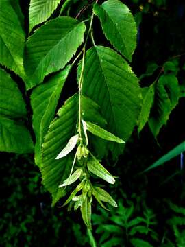 Image of American hornbeam