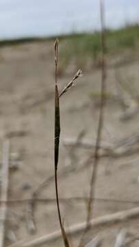 Image of purple sandgrass