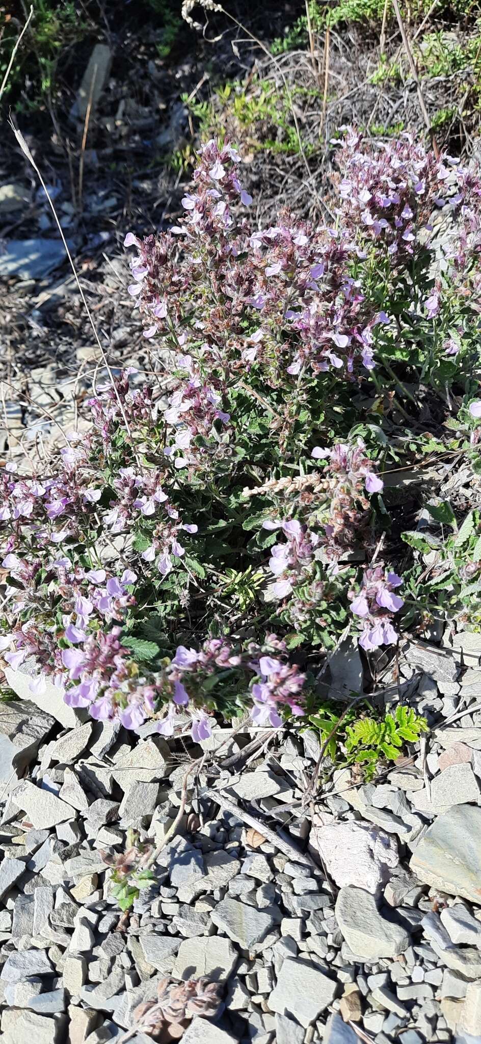 Image de Teucrium chamaedrys subsp. nuchense (K. Koch) Rech. fil.