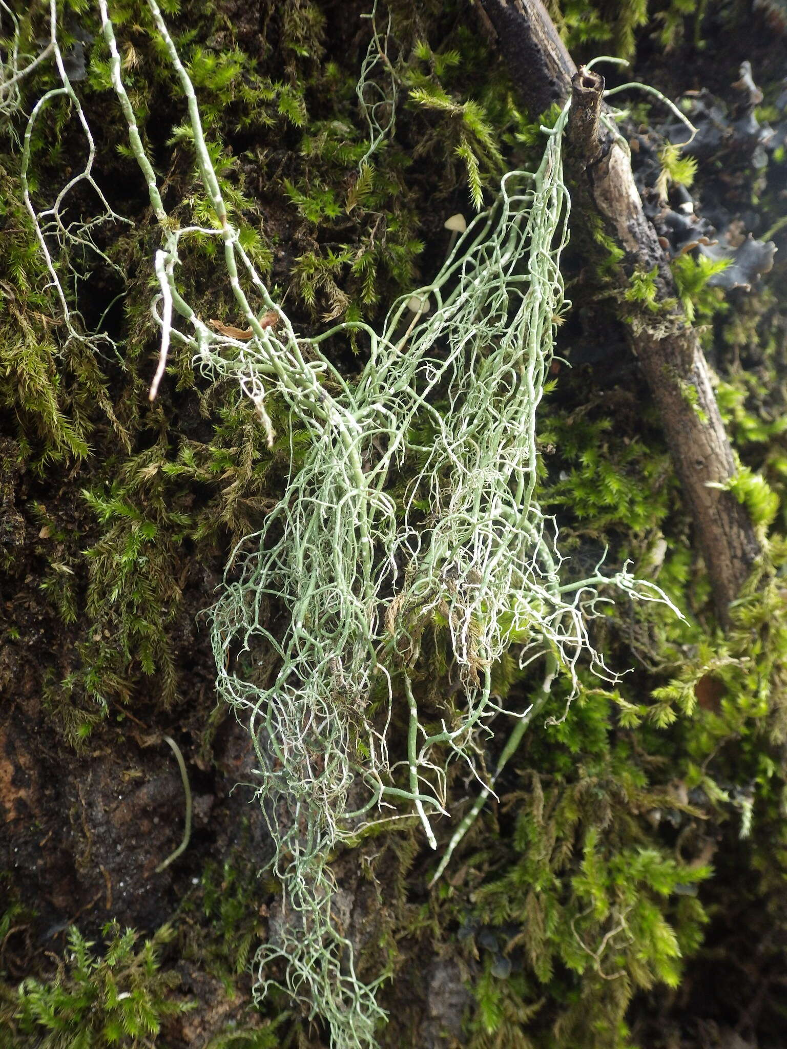 Image of string-of-sausages lichen