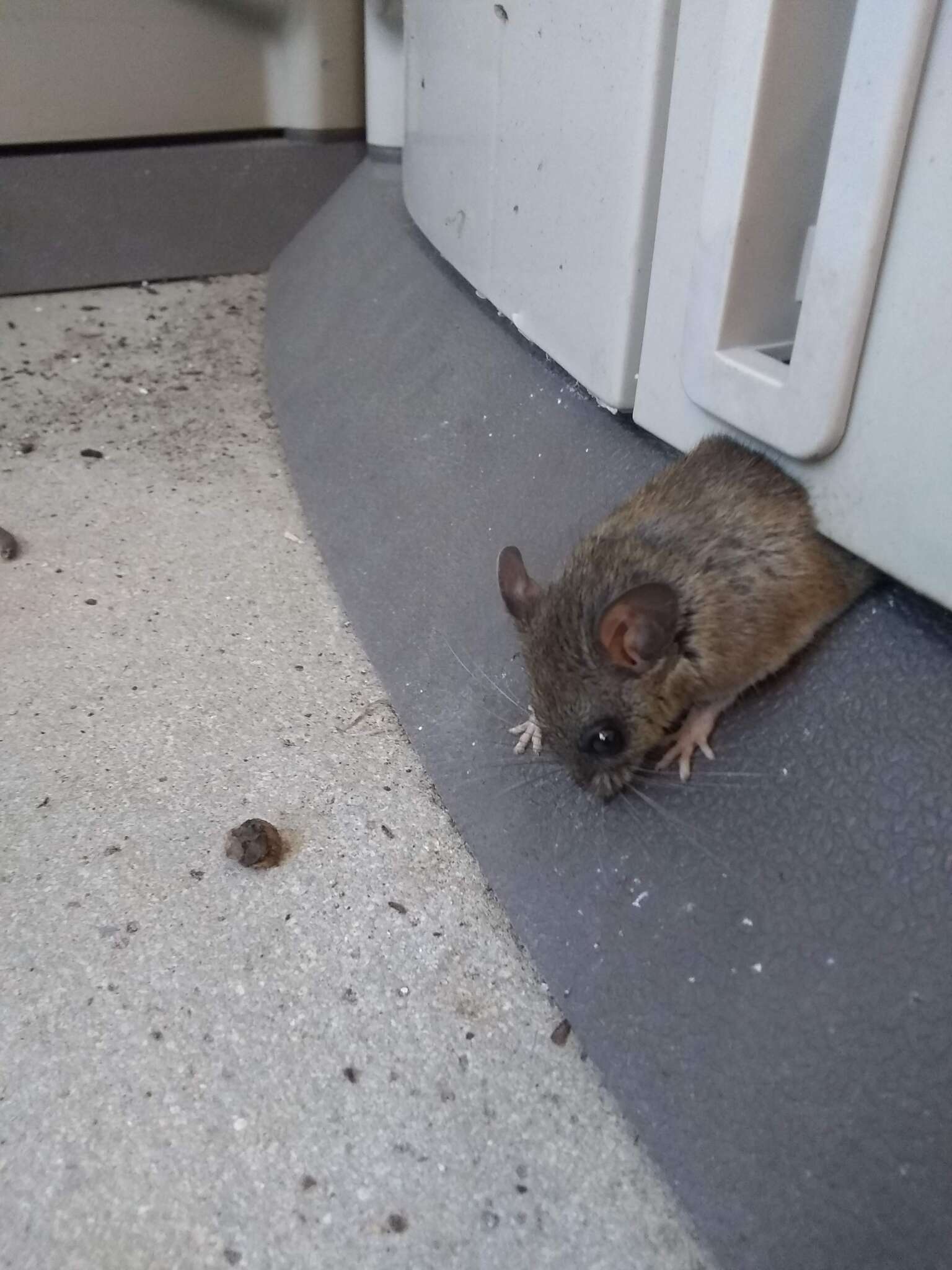 Peromyscus gossypinus (Le Conte 1853)的圖片