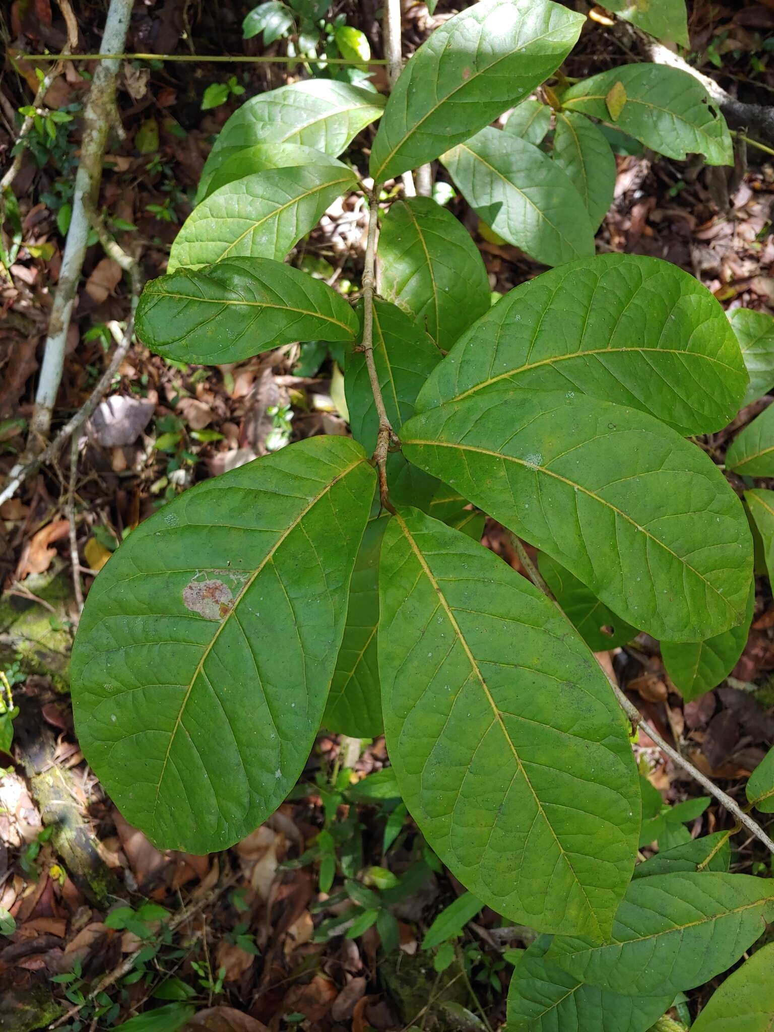 Image of false chiggergrape