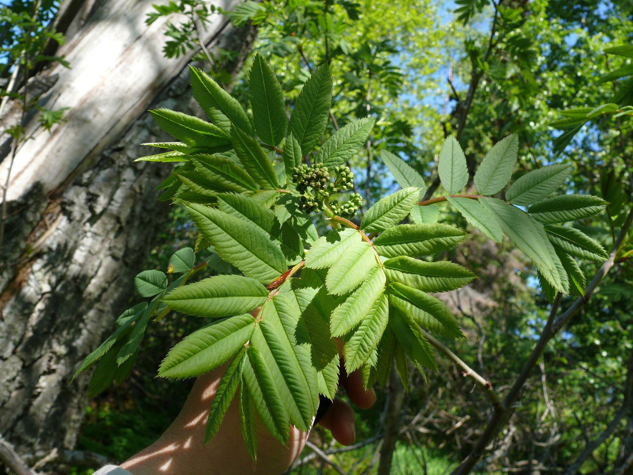 Image of Greene's mountain ash