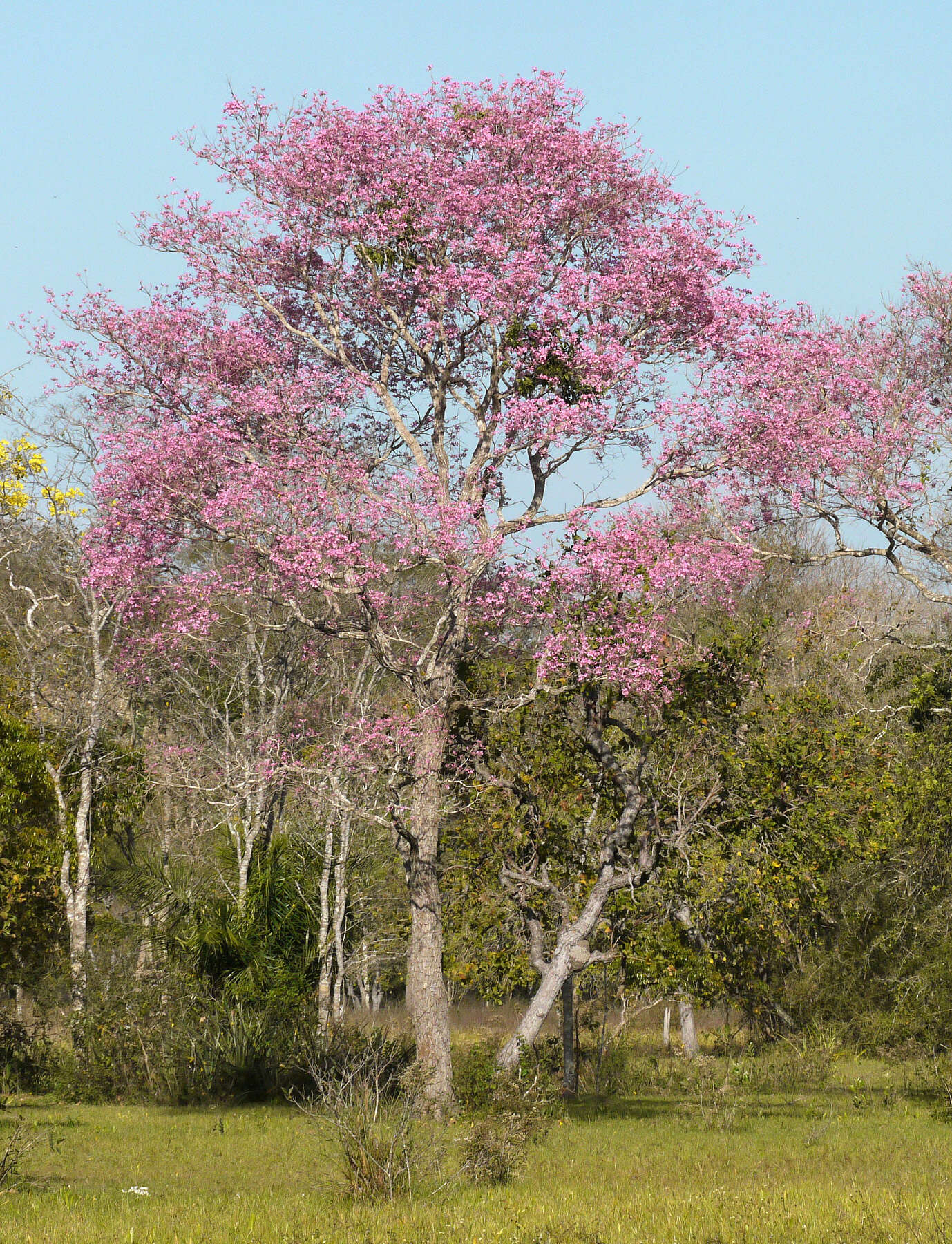 Imagem de Handroanthus heptaphyllus (Mart.) Mattos