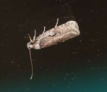 Image of Agonopterix curvilineella Beutenmüller 1889