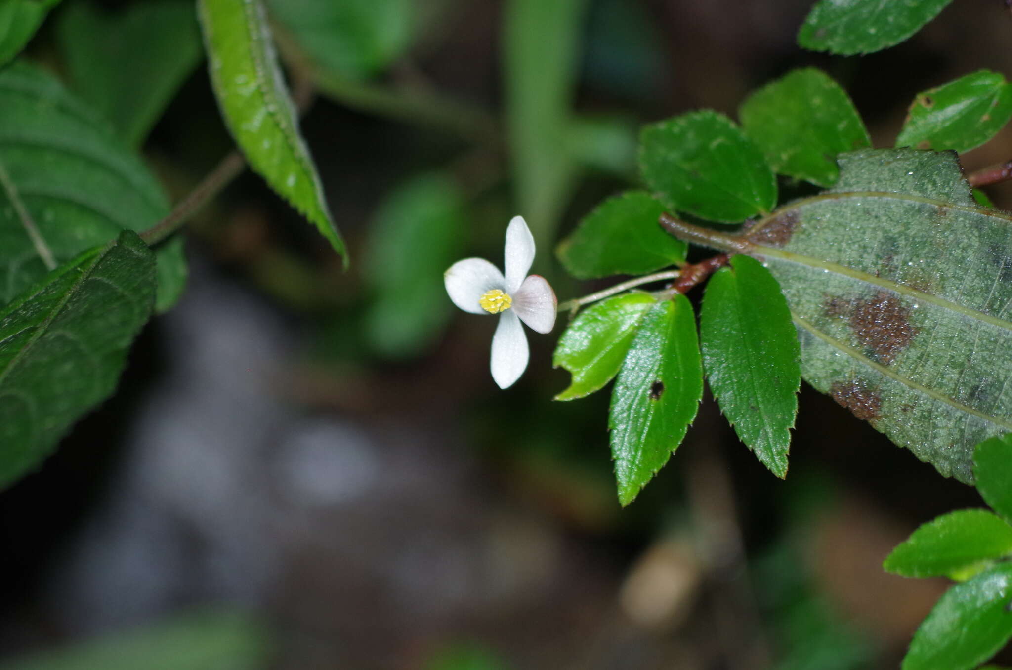 Image of fuchsia begonia