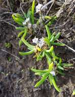 Image of Delosperma napiforme (N. E. Br.) Schwant.