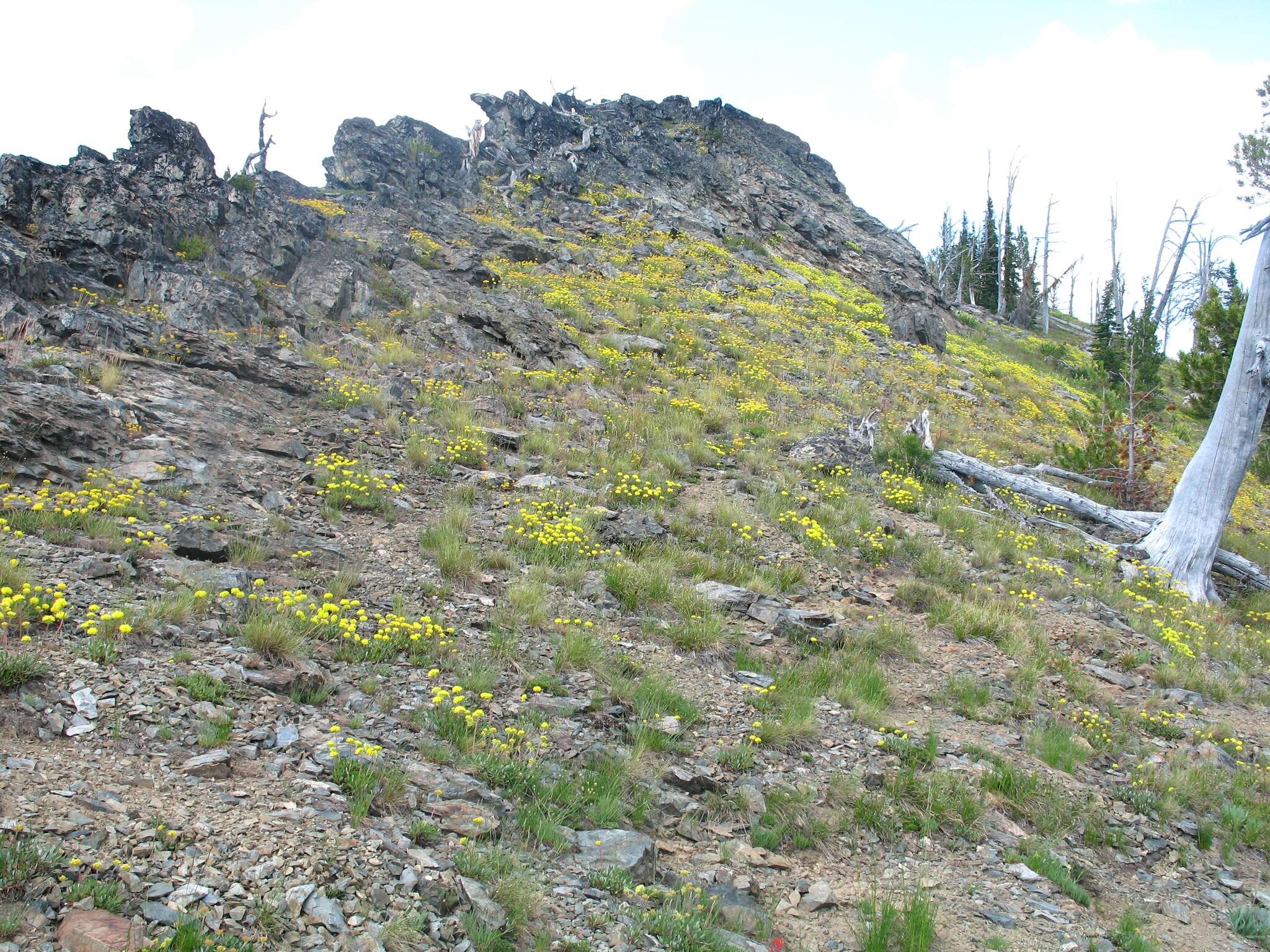 Image of Piper's golden buckwheat