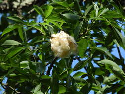 Image of Ceiba speciosa (A. St.-Hil., A. Juss. & Cambess.) P. Ravenna