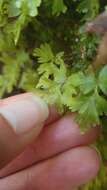 Plancia ëd Hymenophyllum rufescens Kirk