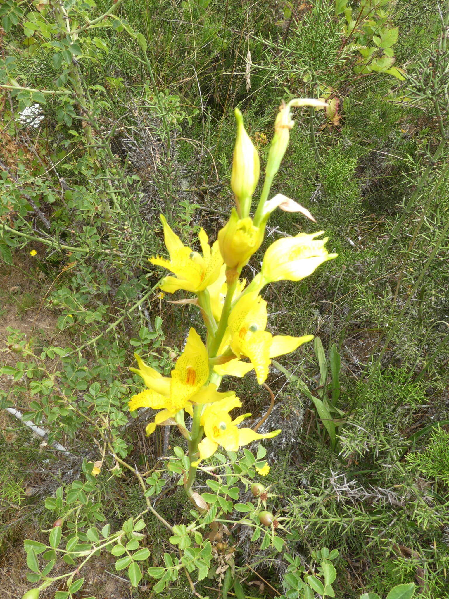 Image of Chloraea barbata Lindl.