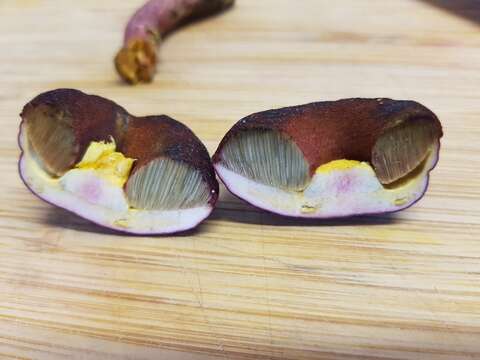 Image of Boletus tasmanicus Hongo & A. K. Mills 1989