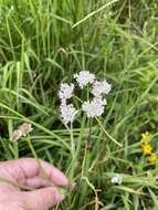 Oenanthe fistulosa L.的圖片