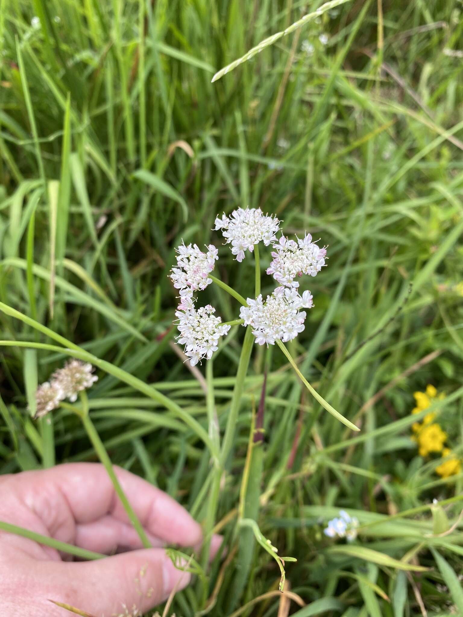 Oenanthe fistulosa L. resmi