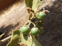 Image of Solanum ferrugineum Jacq.