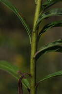 Image of Canada goldenrod