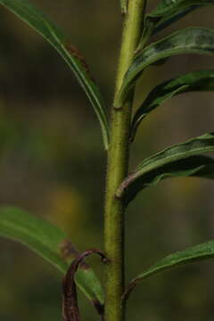 Image of Canada goldenrod