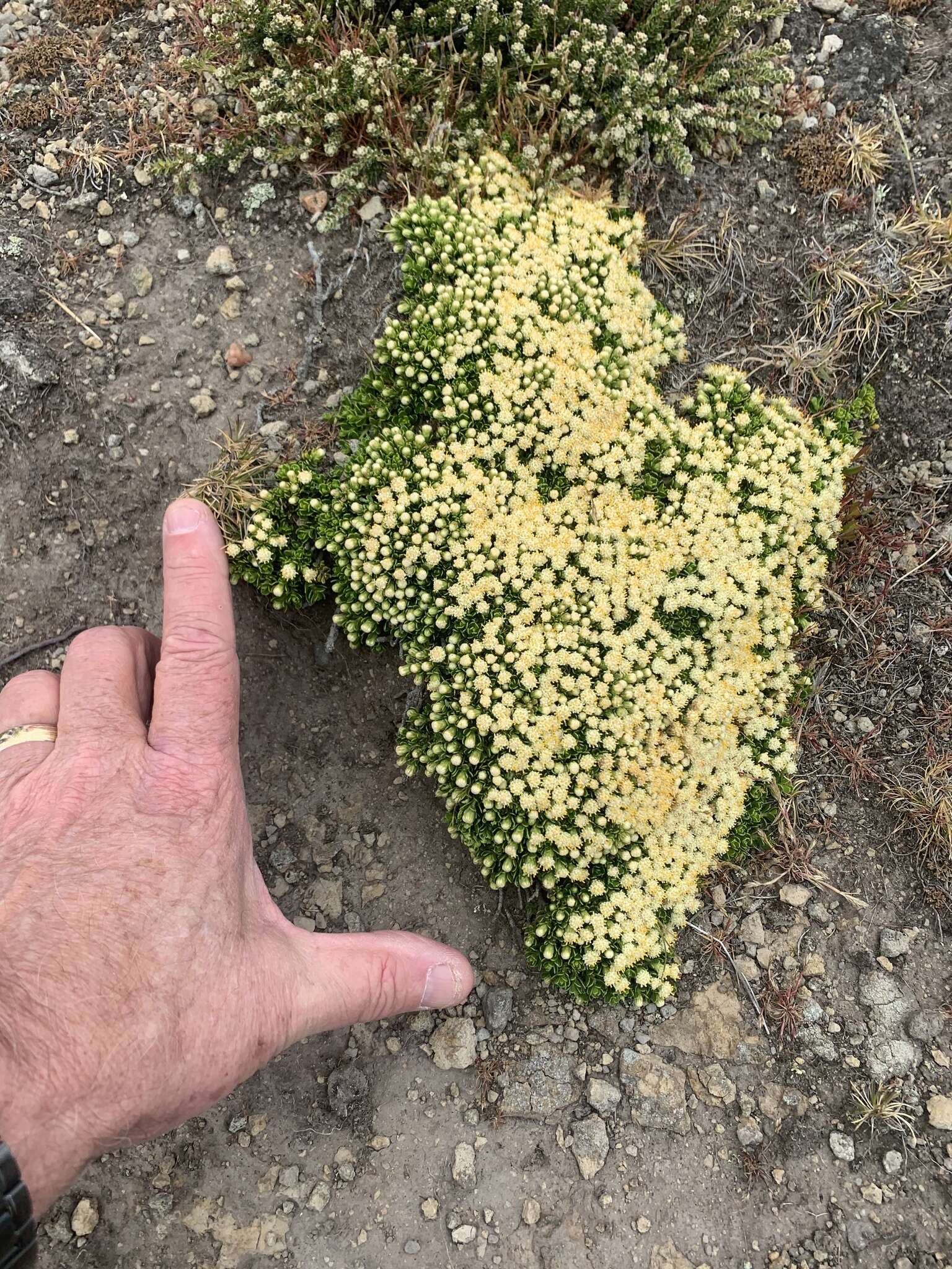 Image of Baccharis magellanica (Lam.) Pers.