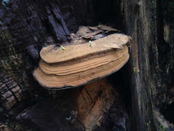 Ganoderma australe (Fr.) Pat.的圖片