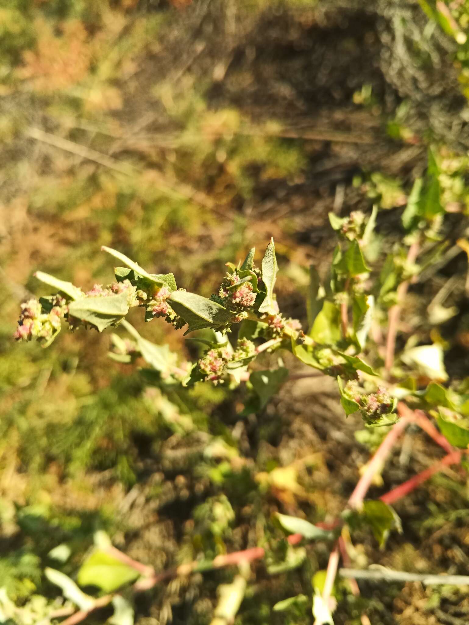 Imagem de Atriplex sibirica L.