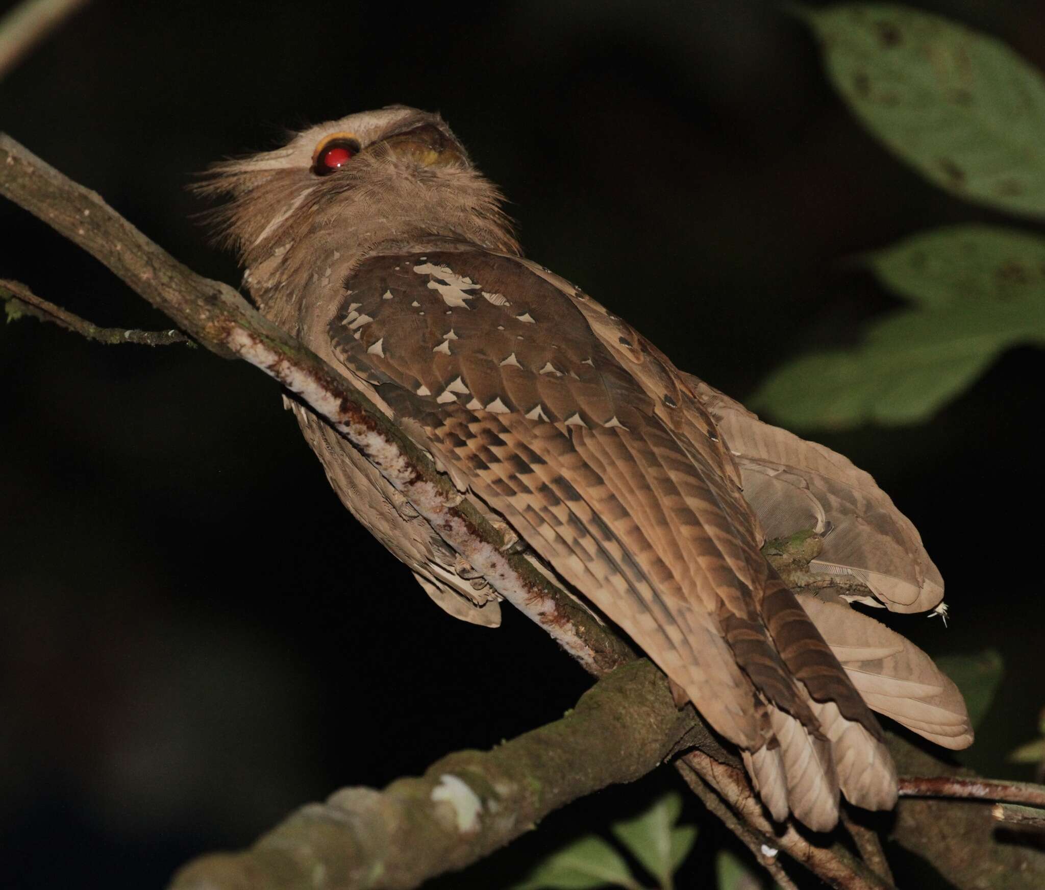 Image of Large Frogmouth