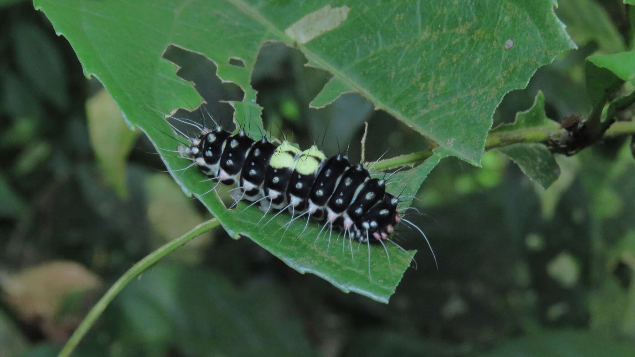 Image of Erasmia pulchella hobsoni Butler 1889