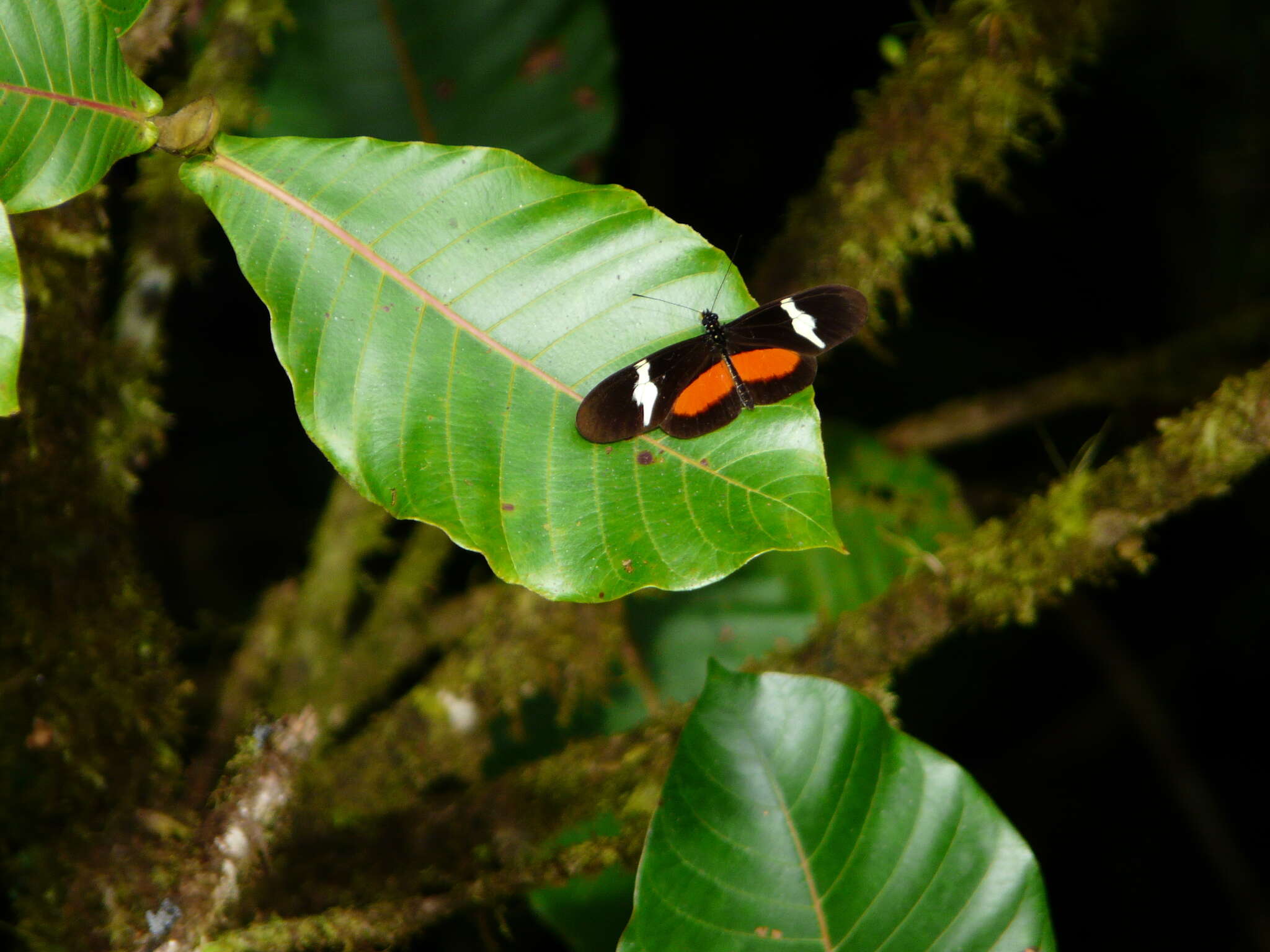 Image of Heliconius clysonymus montanus Salvin 1871