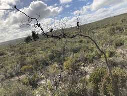 Image de Hakea psilorrhyncha R. M. Barker