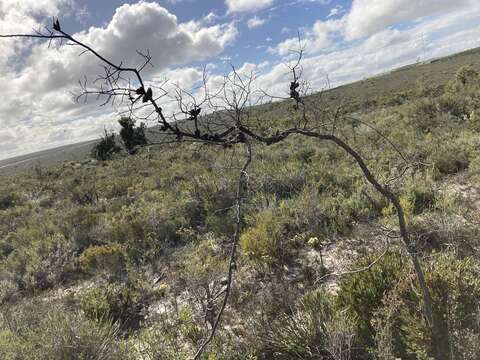 Image de Hakea psilorrhyncha R. M. Barker