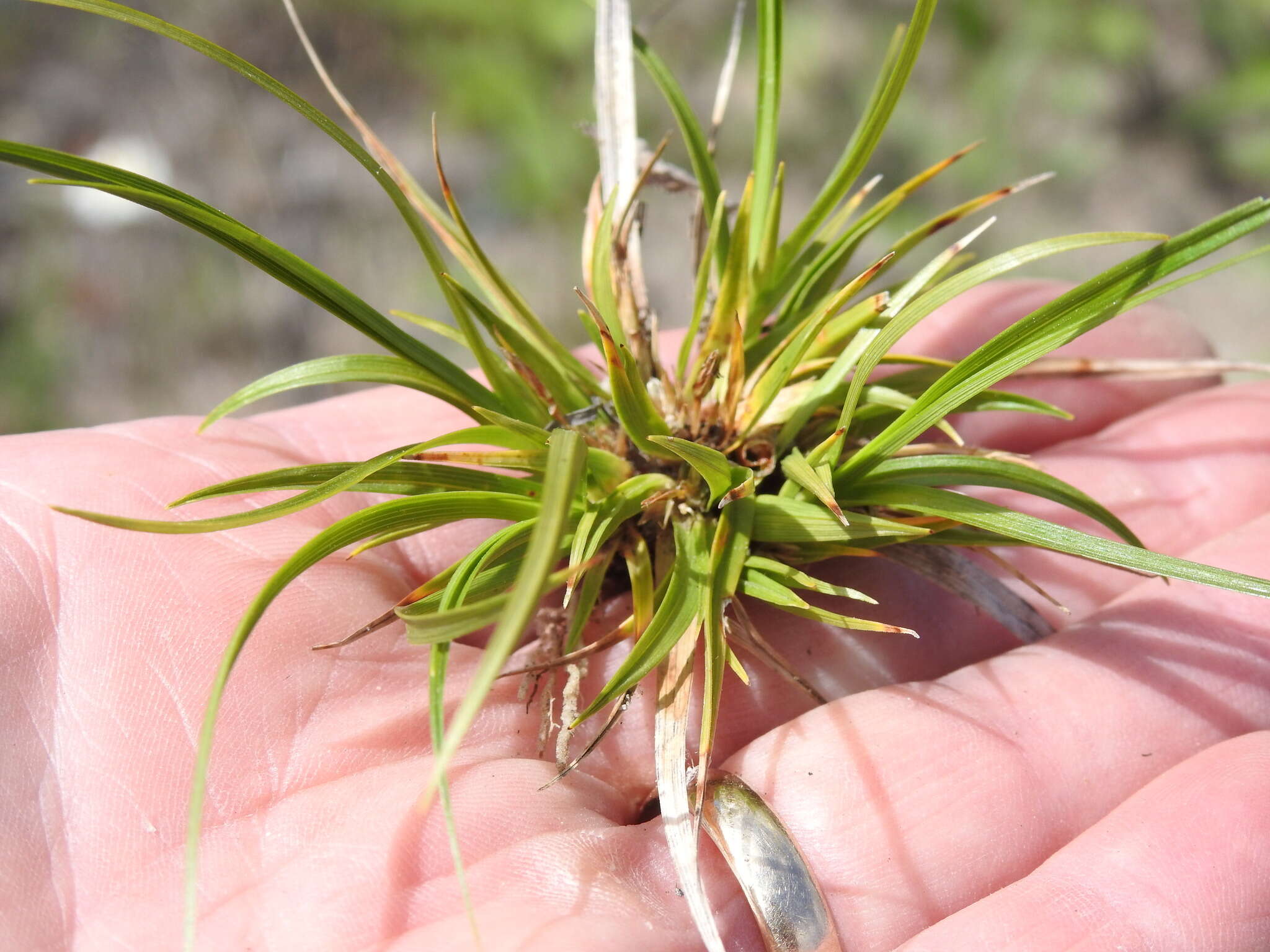 Imagem de Carex tonsa var. tonsa